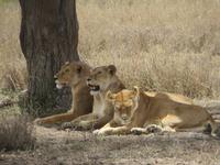 Teil des großen Löwenrudels, Serengeti