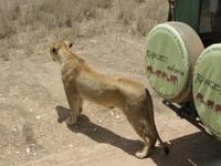 Löwin am Jeep 1