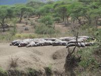 Flusspferde am Sonnenbaden, Serengeti