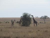 Griraffen, Serengeti
