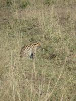 Serval in der Serengeti