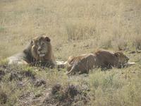 Löwenpärchen in der Serengeti