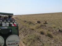 Jeep 1 beobachtet das Löwenpärchen, Serengeti
