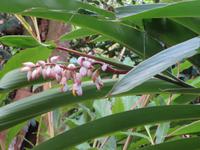 Kardamomblüte, Sansibar