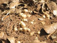 Ingwerknollen, Sansibar