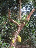Jackfrucht, Sansibar