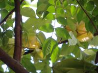 Sternfrüchte, Sansibar