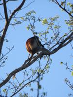 rote Coloboaffen auf Sansibar, Jozani Nationalpark