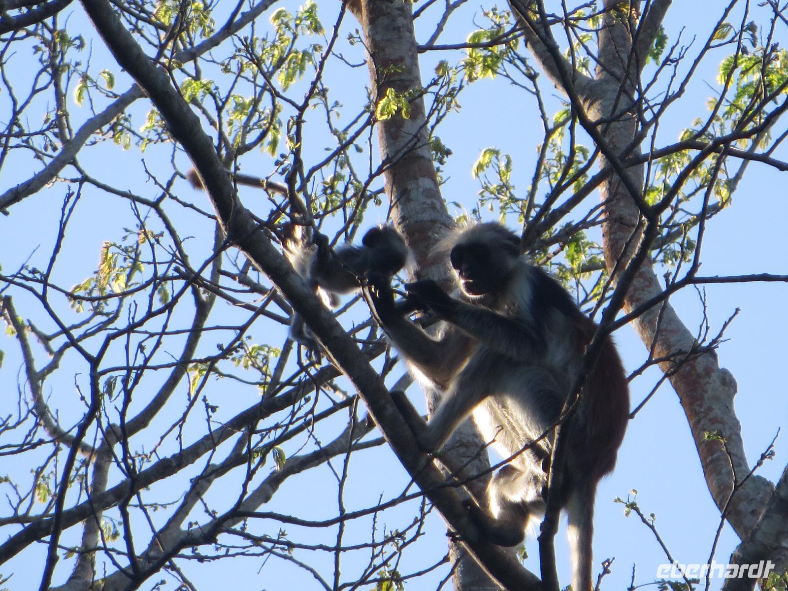 rote Coloboaffen auf Sansibar, Jozani Nationalpark