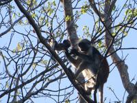 rote Coloboaffen auf Sansibar, Jozani Nationalpark