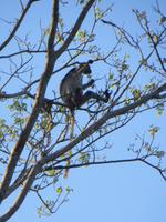 rote Coloboaffen auf Sansibar, Jozani Nationalpark