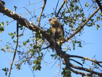 Sykes Meerkatze, Jozani Nationalpark