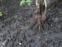 Mangrovenwald, Jozani Nationalpark