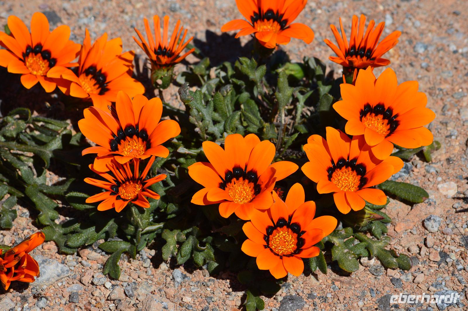 Blütenteppich detail