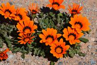 Blütenteppich detail