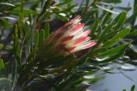 Protea 2 tafelberg