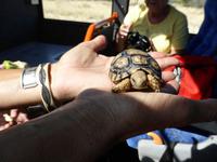 Mini-Fünf - Leopardenschildkröte - danke für das Foto Werner