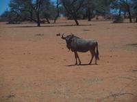 im Intu Afrika Kalahari Reservat - Gnu