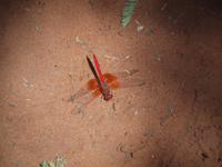 im Intu Afrika Kalahari Reservat - Libelle