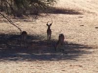 im Intu Afrika Kalahari Reservat - Impala