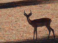 im Intu Afrika Kalahari Reservat - Impala