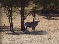 im Intu Afrika Kalahari Reservat - Oryx