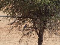 im Intu Afrika Kalahari Reservat - Gabelracke