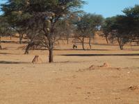 im Intu Afrika Kalahari Reservat - Oryx