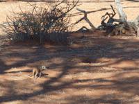 im Intu Afrika Kalahari Reservat - Erdmännchen