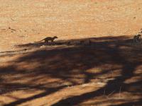 im Intu Afrika Kalahari Reservat - Erdmännchen