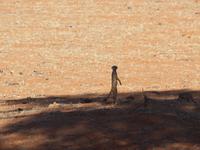 im Intu Afrika Kalahari Reservat - Erdmännchen