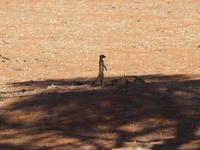 im Intu Afrika Kalahari Reservat - Erdmännchen