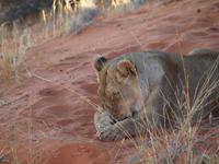 im Intu Afrika Kalahari Reservat - Löwin