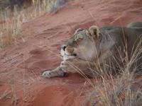 im Intu Afrika Kalahari Reservat - Löwin