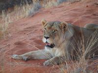 im Intu Afrika Kalahari Reservat - Löwin