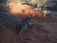 im Intu Afrika Kalahari Reservat - Löwin