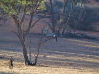 im Intu Afrika Kalahari Reservat - Oryx