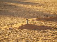 im Intu Afrika Kalahari Reservat - Erdmännchen