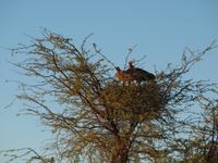 im Intu Afrika Kalahari Reservat - Geier