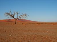 im Namib-Naukluft Nationalpark - Sesriem