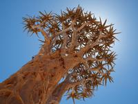 auf dem Weg nach Swakopmund - Köcherbaum