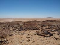 auf dem Weg nach Swakopmund - Köcherbaum