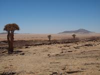 auf dem Weg nach Swakopmund - Köcherbaum