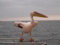 Bootstour Walvisbay - Pelikan