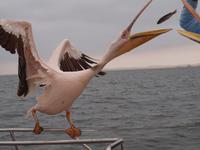 Bootstour Walvisbay - Pelikan