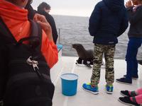 Bootstour Walvisbay - Seebär