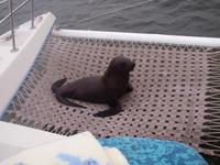 Bootstour Walvisbay - Seebär