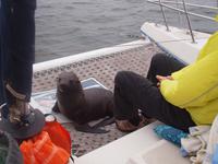 Bootstour Walvisbay - Seebär