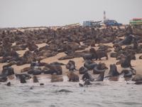 Bootstour Walvisbay - Seebärkolonie