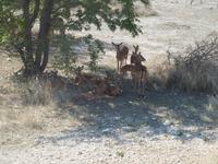 im Etosha Nationalpark - Impala Familie